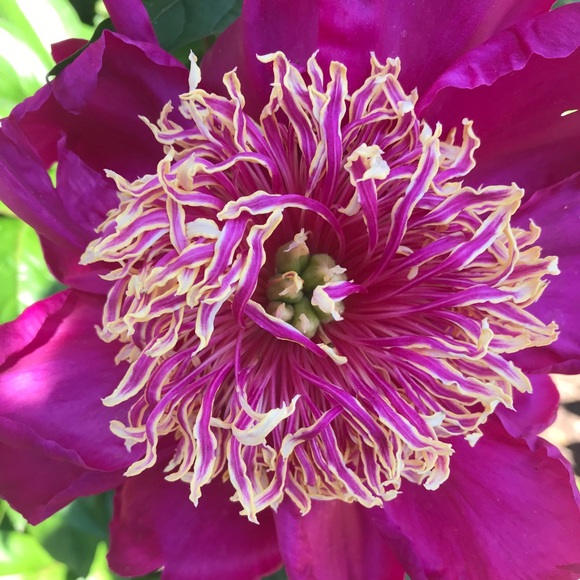 Meet your Posher, Cindy - Picture 4 of 12